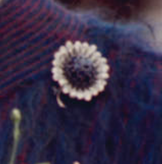 Chrysanthemum brooch