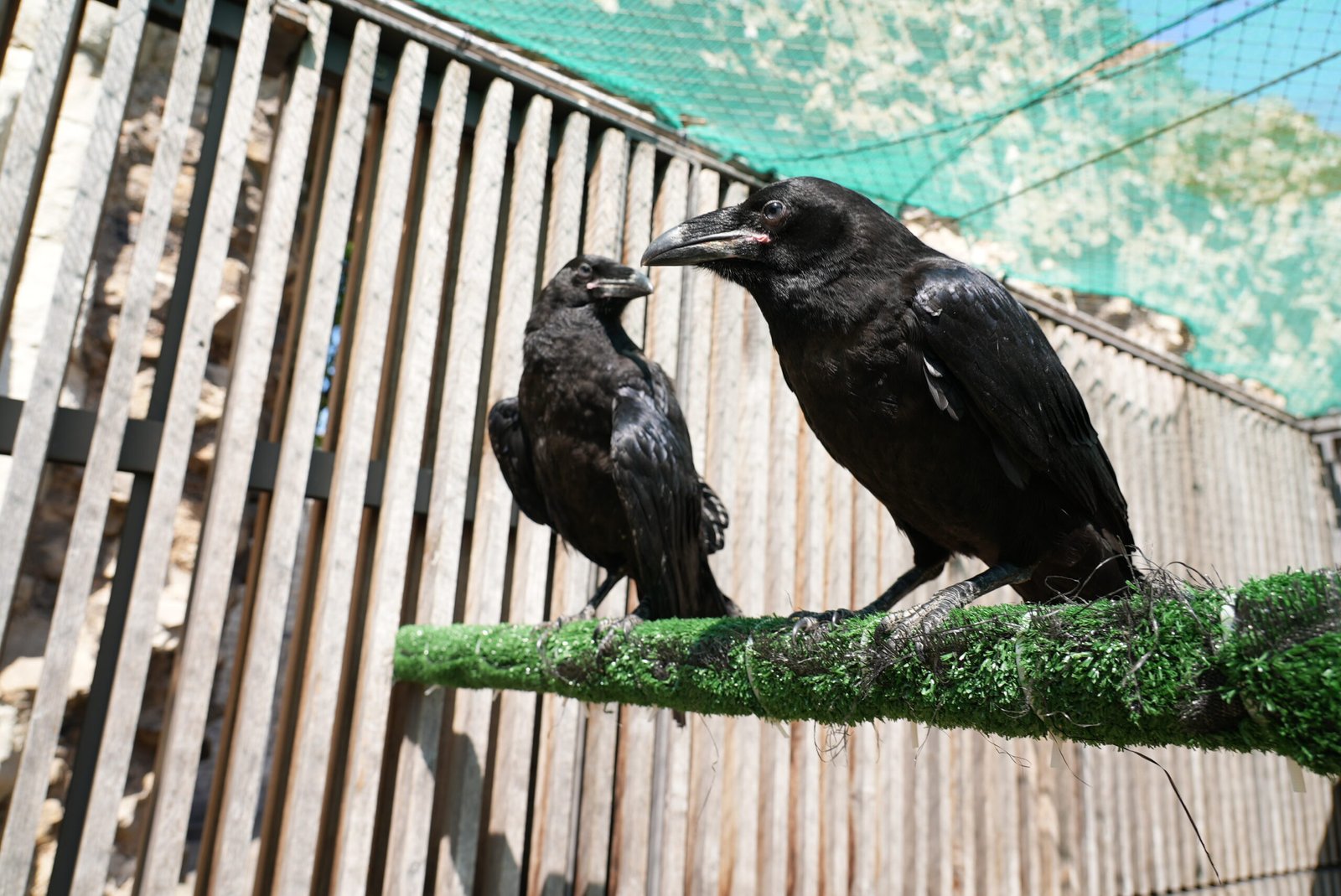 The two new raven chicks at the Tower of London. (Historic Royal Palaces)