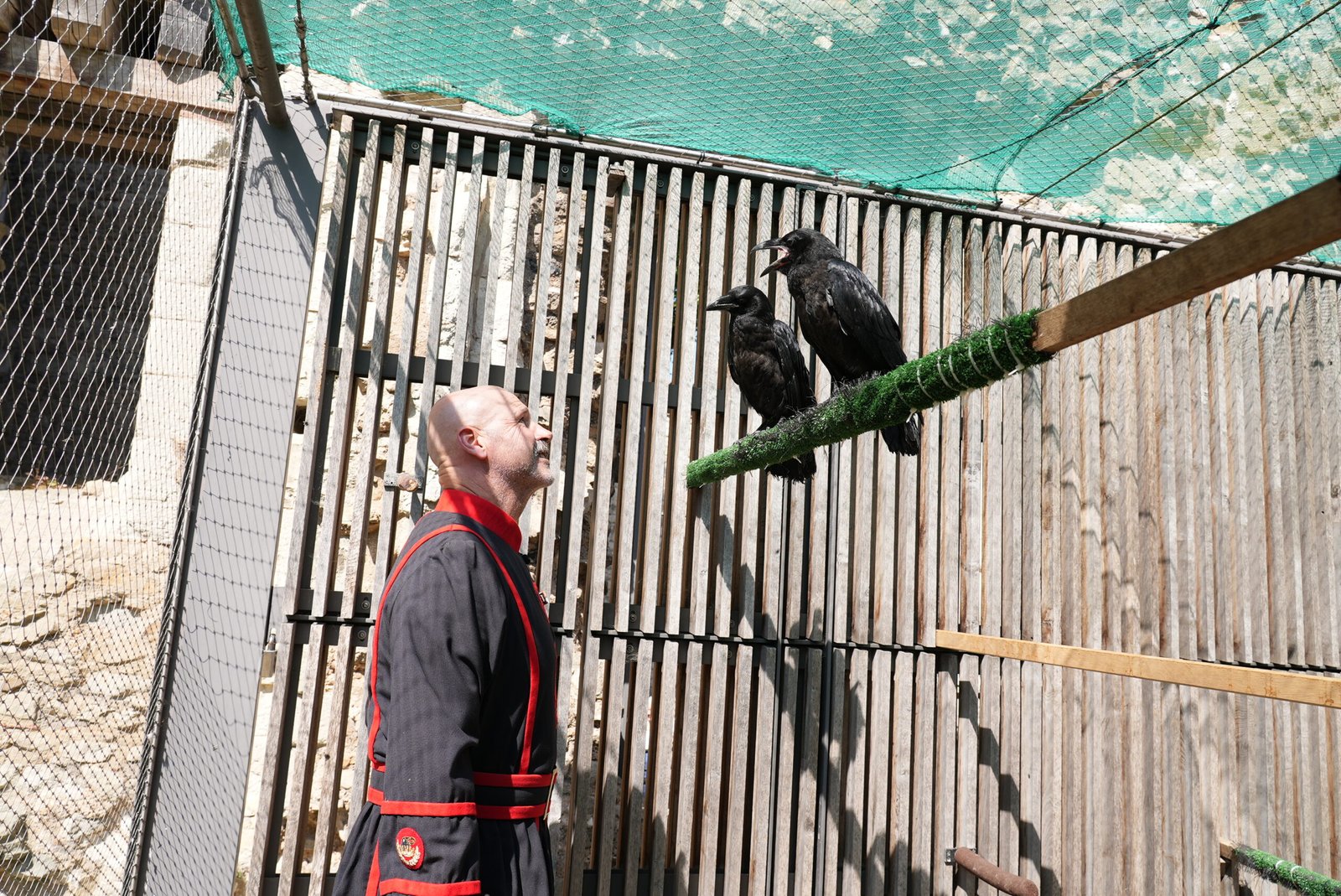 The Tower’s current raven cohort now numbers eight. (Historic Royal Palaces)