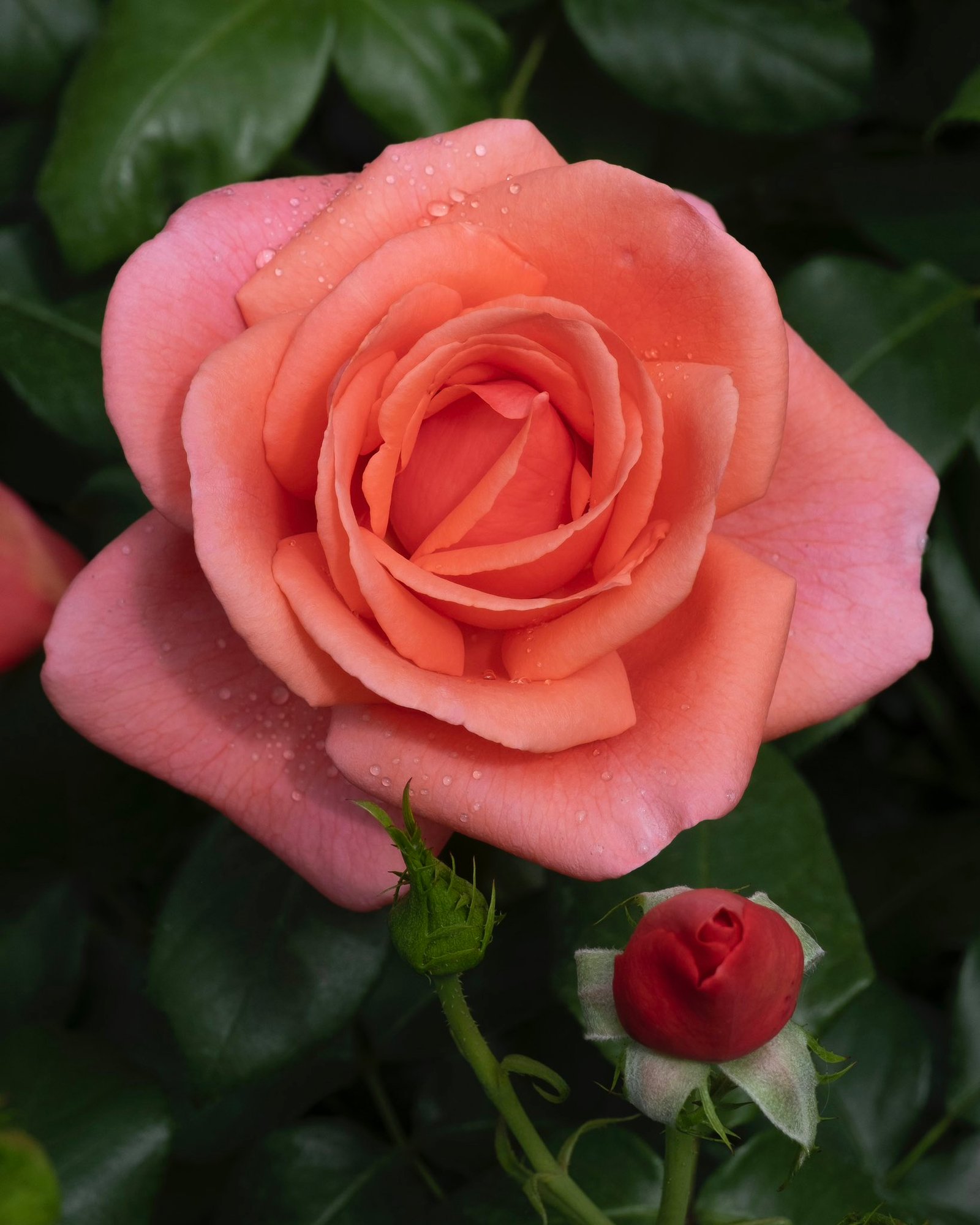 A close up of Catherine’s Rose. (Kensington Royal)