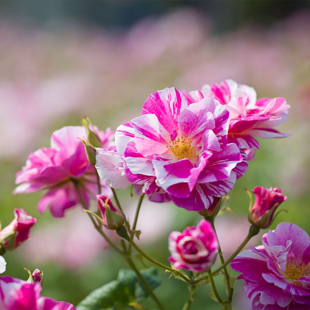 Highgrove has launched The King's Rose. (Highgrove)