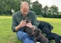 Prince William with Orla and her four puppies. (Royal Family)