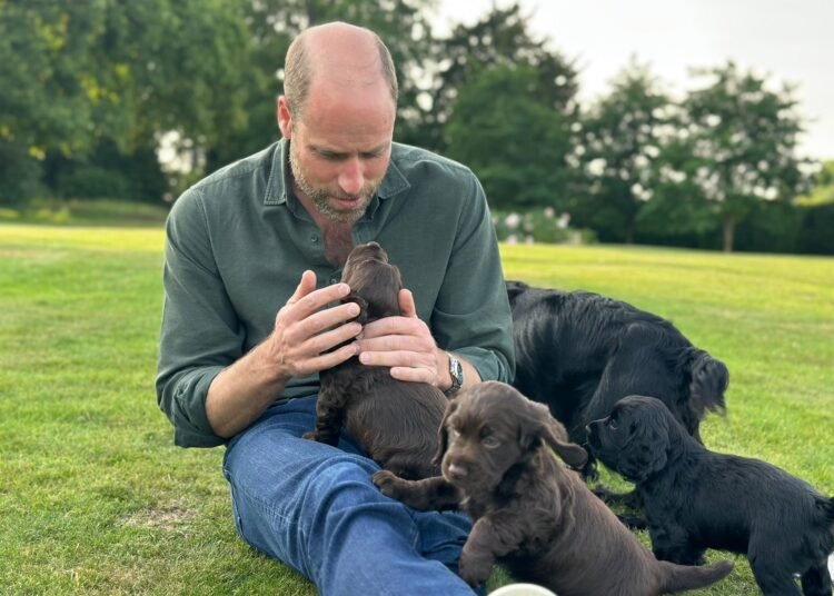 Prince William with Orla and her four puppies. (Royal Family)