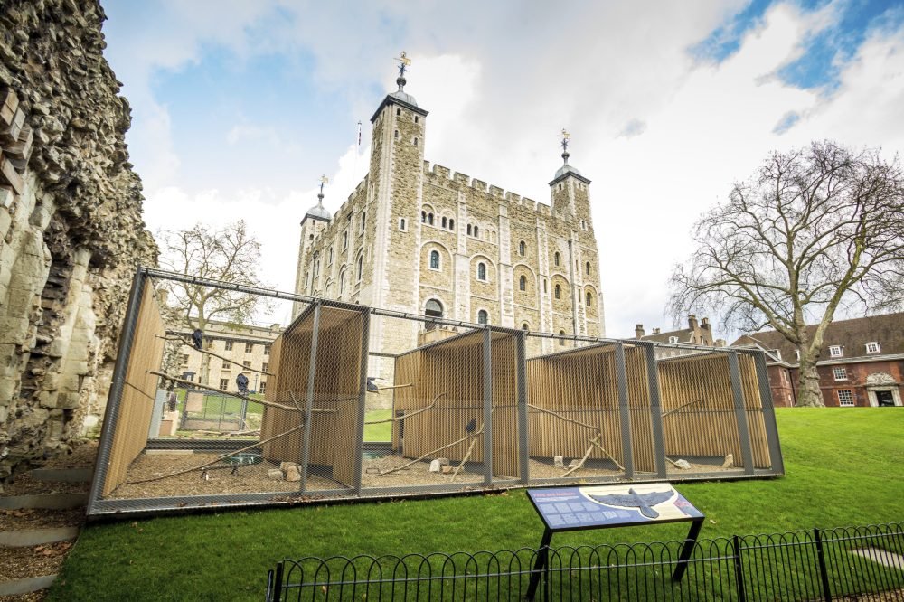 The Ravens’ Cages The ravens cages at the Tower of London. Legend says the kingdom and the Tower will fall if the six resident ravens ever leave the fortress. (© HRP)