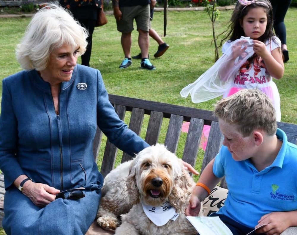 Camilla meets therapy dog in New Zealand, November 2019 (Clarence House)