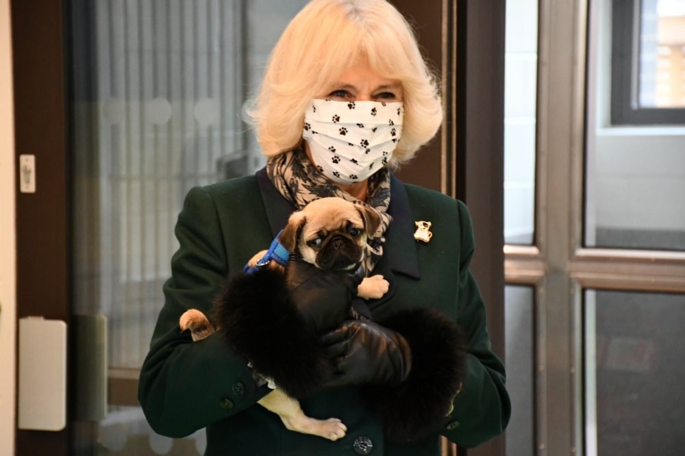 The Duchess of Cornwall with Ernie the pug puppy (@ClarenceHouse)