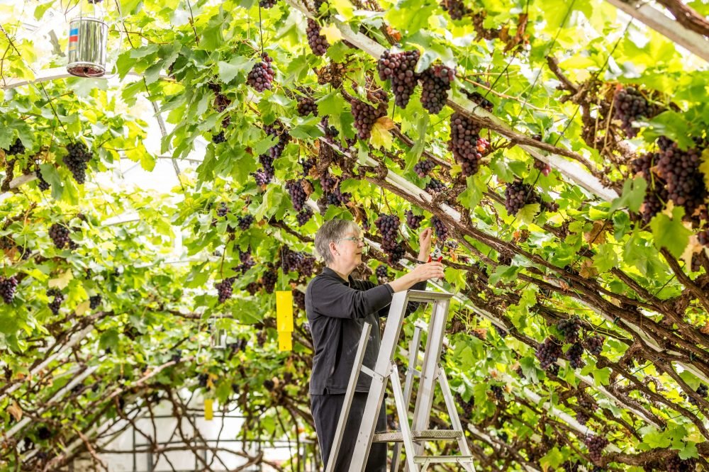 The Great Vine at Hampton Court is still harvested each summer, and you can buy the grapes when visiting!  (© Historic Royal Palaces)
