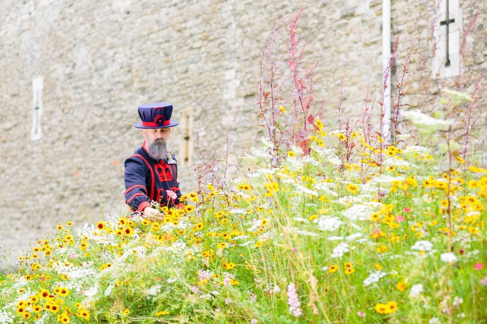 A test was run at the Tower to see what planting flowers would do - and the results were positive (HRP)