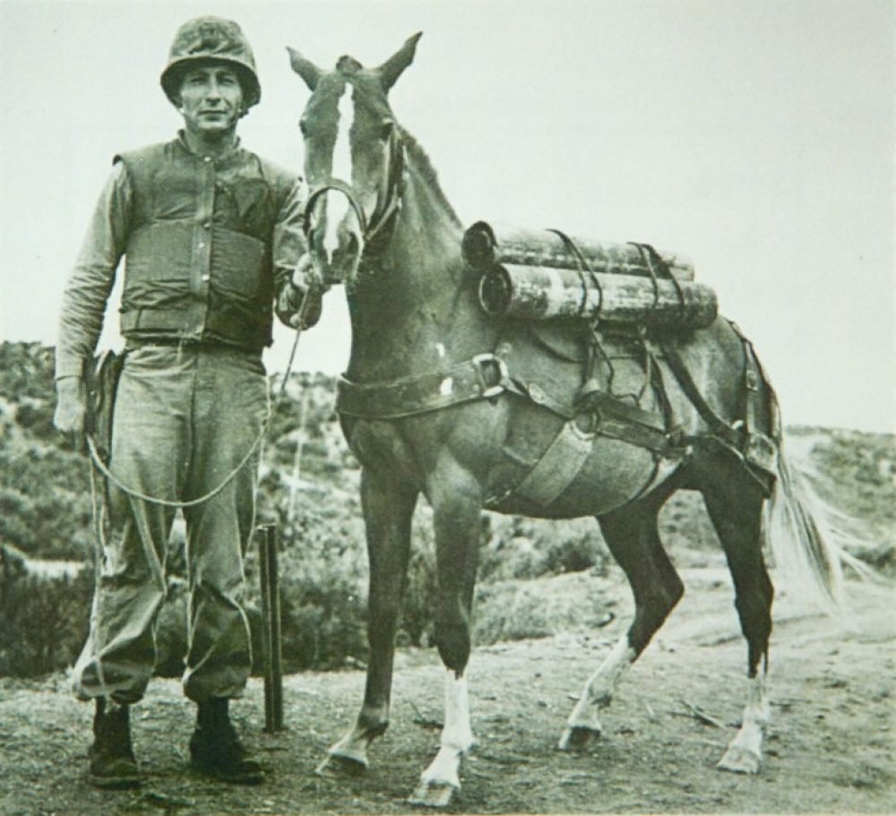 Sergeant Reckless was awarded the PDSA Dickin Medal by Princess Alexandra, for her bravery during the Korean War (Wikimedia Commons)